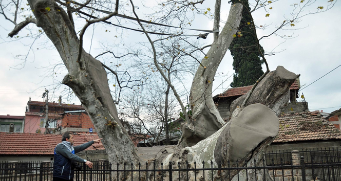 Bin 300 yıllık tarihi çınar kaderine terkedildi
