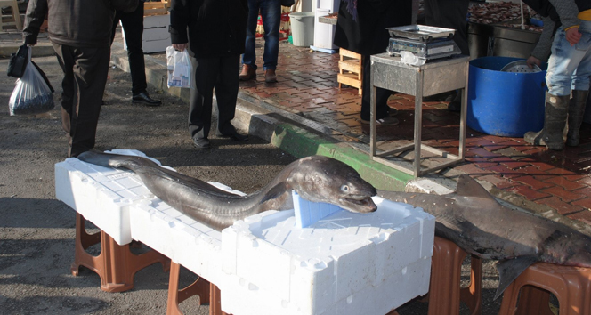 Hamsi ağlarından canavar çıktı