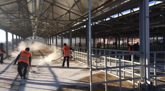 Gümüşhane'de Nepal Tip Şap Aşılaması Başladı