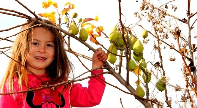 Sarıgöl'de Armut Ağacı Aralık Ayında Meyve Verdi