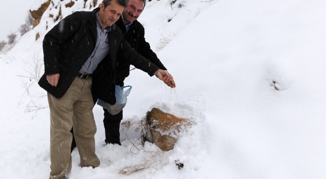 Gümüşhane İl Özel İdare Çalışanları Yaban Hayatını Da Unutmuyor