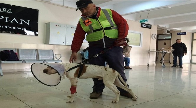 İstanbul&#039;a Tedavi İçin Götürülen Köpek İyileşiyor