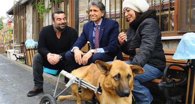 Hayvan barınağının maskotu Çiço artık yürüyor