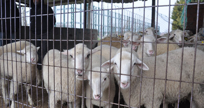 Şap karantinası sona erdi hayvan pazarı yeniden açıldı