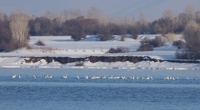 Kuğular Van Gölü&#039;ne Geldi