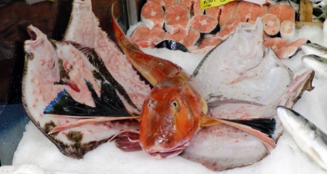 Karadeniz'de kırlangıç balığı