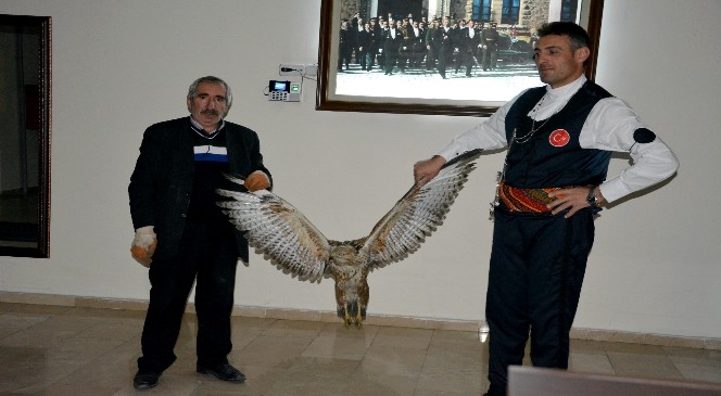 Kelkit'te Yaralı Kızıl Doğan Bulundu