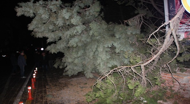 Ilgaz'da Şiddettli Rüzgar Yarım Asırlık Ağacı Yerinden Söktü