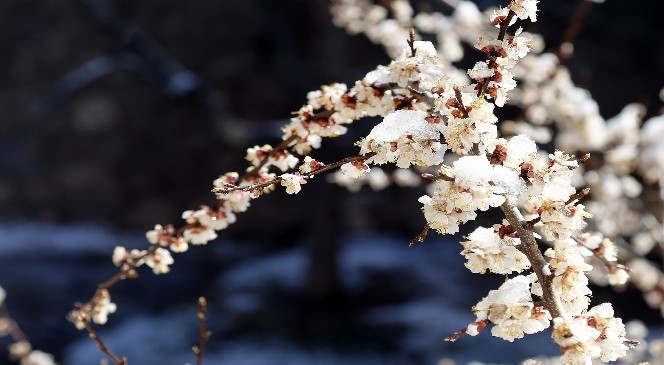 Gümüşhane'de Çiçekler Buz Açtı