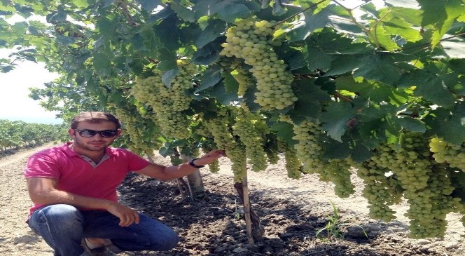 Türkiye'nin Üzüm Fidanı İhtiyacını Karşılıyor
