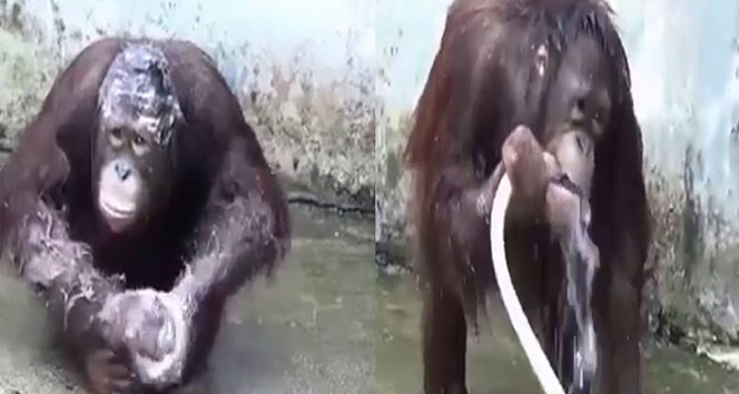 Hortumla yıkanan orangutan şaşırtıyor