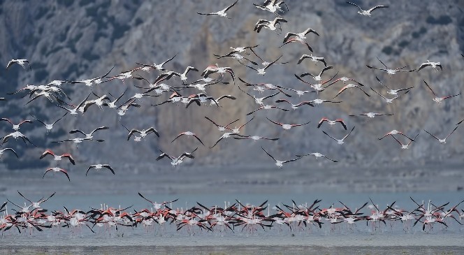 Flamingolar Burdur&#039;u Terk Etmemiş