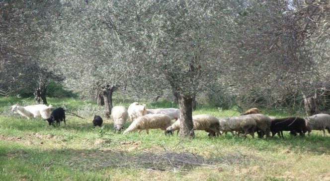 Çiftçi Malları Koruma Başkanlığı Zararcı Çobanların Peşinde