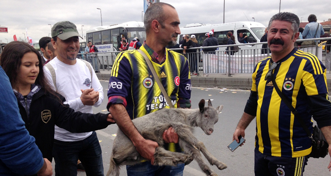 Bakırköy&#039;de kalabalığın arasına karışan keçi yavrusu ilgi odağı oldu
