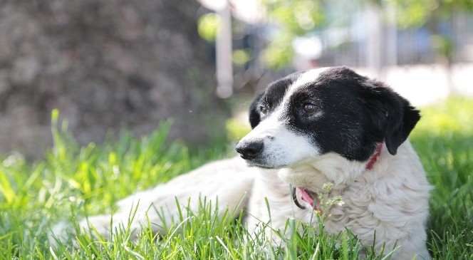 Sokak Köpeği 'miskin'e Meme Kanseri Operasyonu