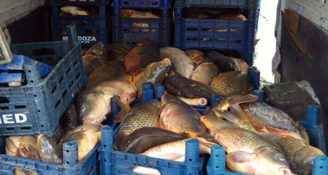 Elazığ&#039;da kaçak avlanan 2 ton balık ele geçirildi