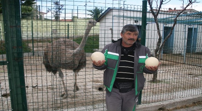 Yozgat Hayvanat Bahçesindeki Devekuşu Yumurtladı