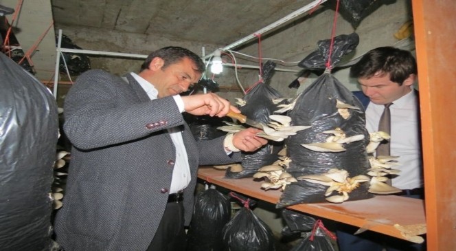 İstiridye Mantarı Kazandıracak