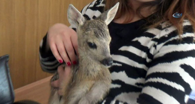 Fatsalı köylüler yavru ceylan buldu