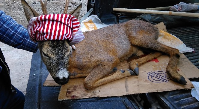 Gümüşhane'de Yaralı Karaca Tedavi Edildi