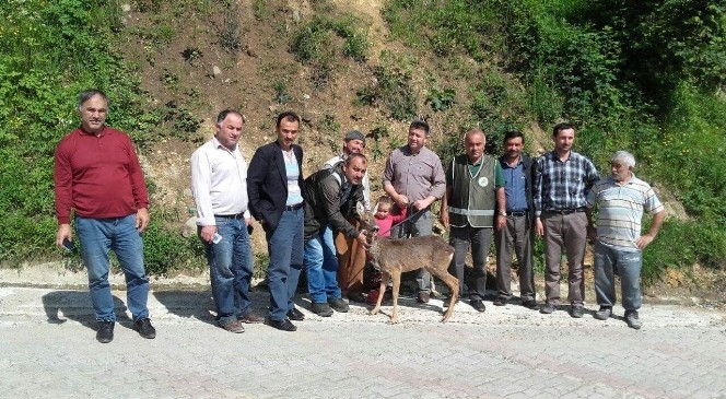 Yaralı Karaca Köylülerin Yöntemi İle İyileştirildi