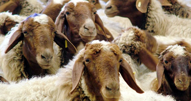 İngiltere’de esrar kalıntılarını yiyen koyunlar, köyü talan etti