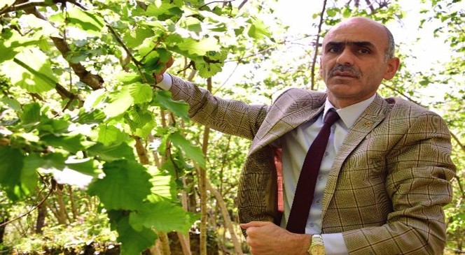 ABD'de Açıklanan Fındık Rekoltesine Tepki