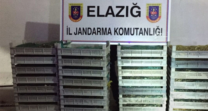 Elazığ’da 500 kilo kurbağa ele geçirildi