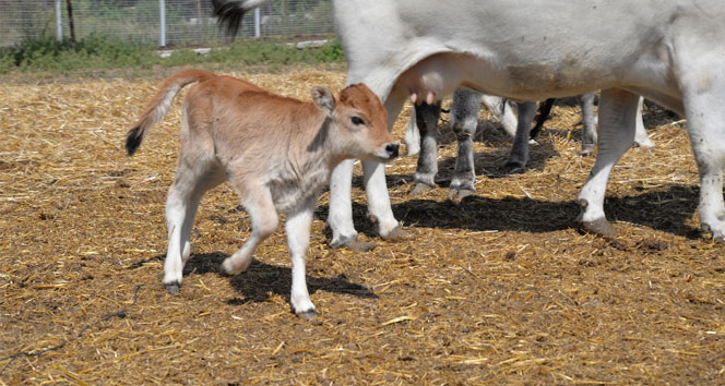 İlk kopya ineklerin torunları oldu