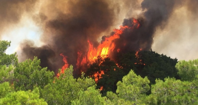 Manavgat&#039;ta orman yangını: 1 yaralı