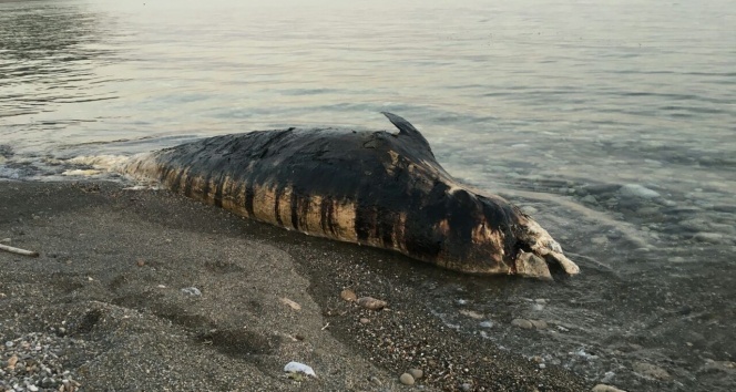 Gagalı balina ölüsü Antalya&#039;da karaya vurdu