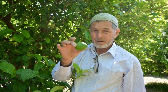 Çiftçinin 40 Yıllık Gelir Kapısı; Limon