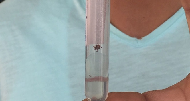 Uzmanlardan kene uyarısı