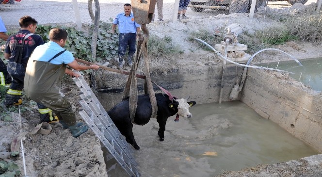 Havuza DÜşen İneği İtfaiye Ekipleri Kurtardı