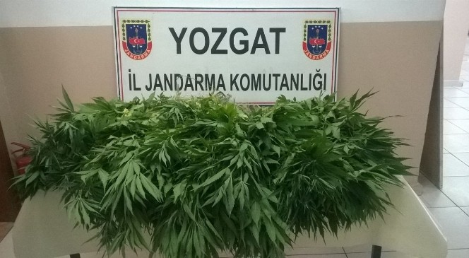 Yozgat Jandarma 453 Kök Hint Keneviri Ele Geçirdi