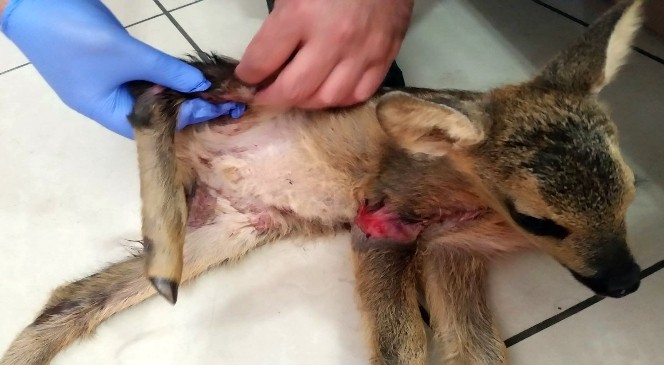 Gümüşhane'de Yavru Karaca Tedavi Altına Alındı