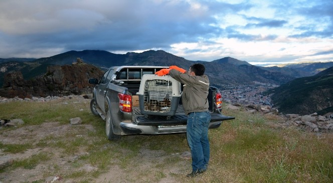 Gümüşhane’de 5 kızıl şahin yakalandı