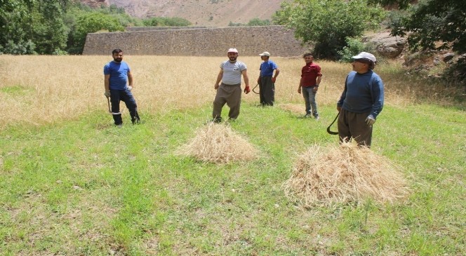 Hakkari’de buğday biçilmeye başlandı