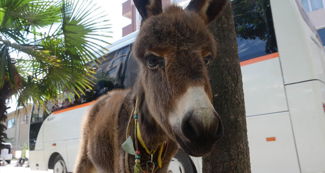 Sevimli sıpa maskot oldu