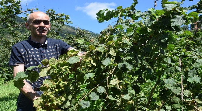 Tek elden açıklanan fındık rekoltesi karmaşayı ortadan kaldırdı
