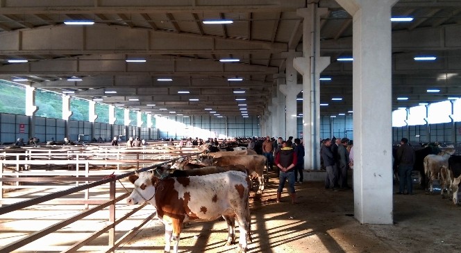 Samsun’da tarım ve hayvancılık yatırımları