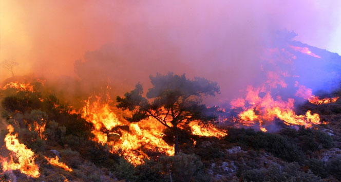 En fazla orman yangını bu illerde çıktı
