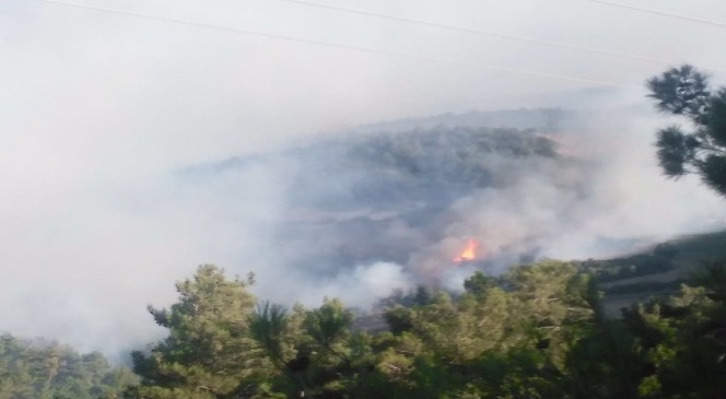 Akhisar’da 150 dönüm çam ormanı kül oldu