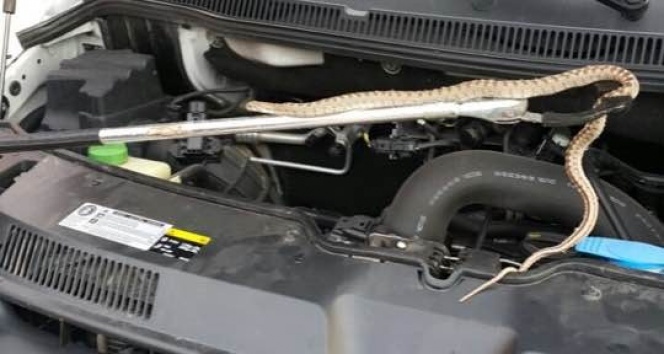 Aracın motorundan yılan çıktı
