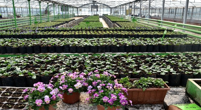 Tepebaşı Belediyesi, 6 serada binlerce çiçek yetiştiriyor