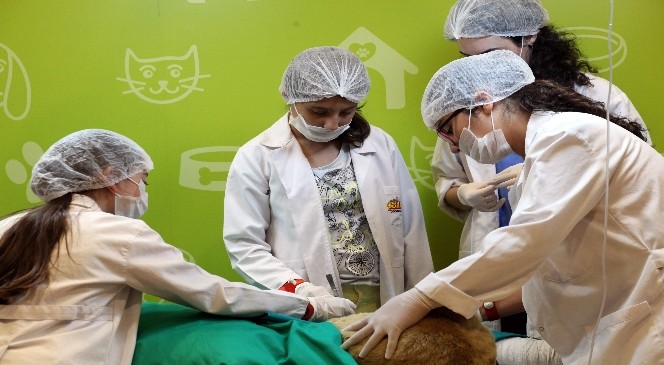 Evcil hayvanları keşfetmek için Minopolis’e