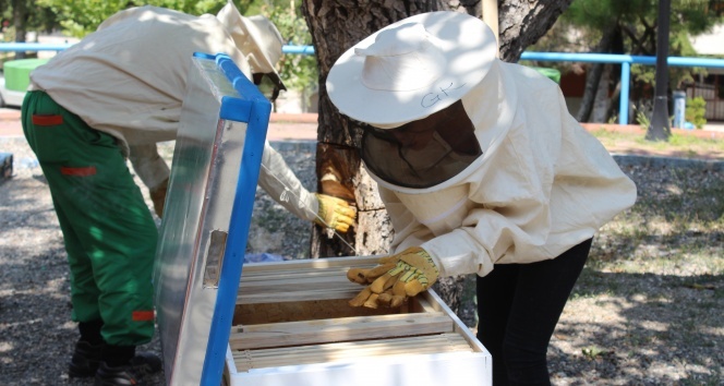 Protokol arılar yeni yuvalarına taşındı