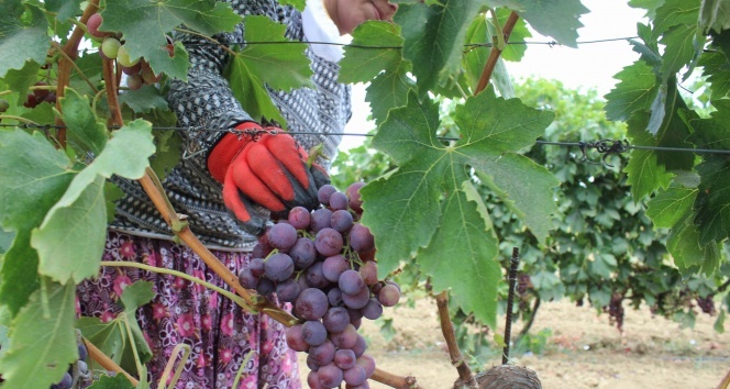 Tekirdağ’da üzüm hasadı başladı