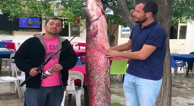 2 metre boyunda dev yayını olta ile yakaladılar