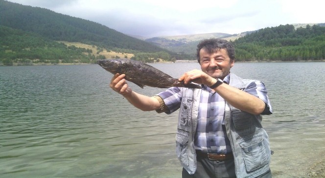 Tosya’daki gölette toplu balık ölümleri